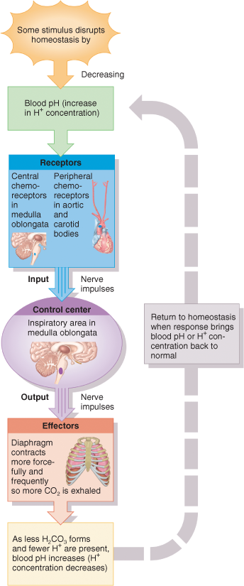 A circular flowchart diagram shows the acid base balance. The following lists the chart in order. Stimulus disrupts homeostasis by decreasing controlled condition. The blood pH (increase in H plus concentration) affects the receptors. The central chemoreceptors in the medulla oblongata and peripheral chemoreceptors in aortic and carotid bodies input nerve impulses to the control center. These nerve impulses output to the effectors or diaphragm. The diaphragm contracts more forcefully and frequently so more C O 2 is exhaled. Response: as less H 2 C O 3 forms and fewer H plus are present, blood pH increase (H plus concentration decreases). The negative loop is the return to homeostasis when response brings blood pH or H plus concentration back to normal.